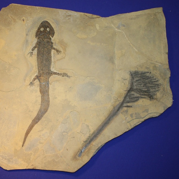 Photo:  Fossil Permian amphibian (Sclerocephalus sp.) in association with the earliest conifer species (Walchia speciosa).